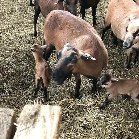 Hopfenhof * Leutschach