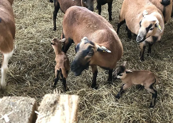 Hopfenhof Poscharnik * ليوتسشاخ